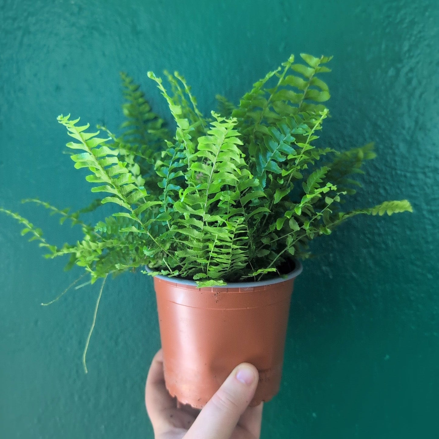 Nephrolepis Exaltata (Boston Fern)