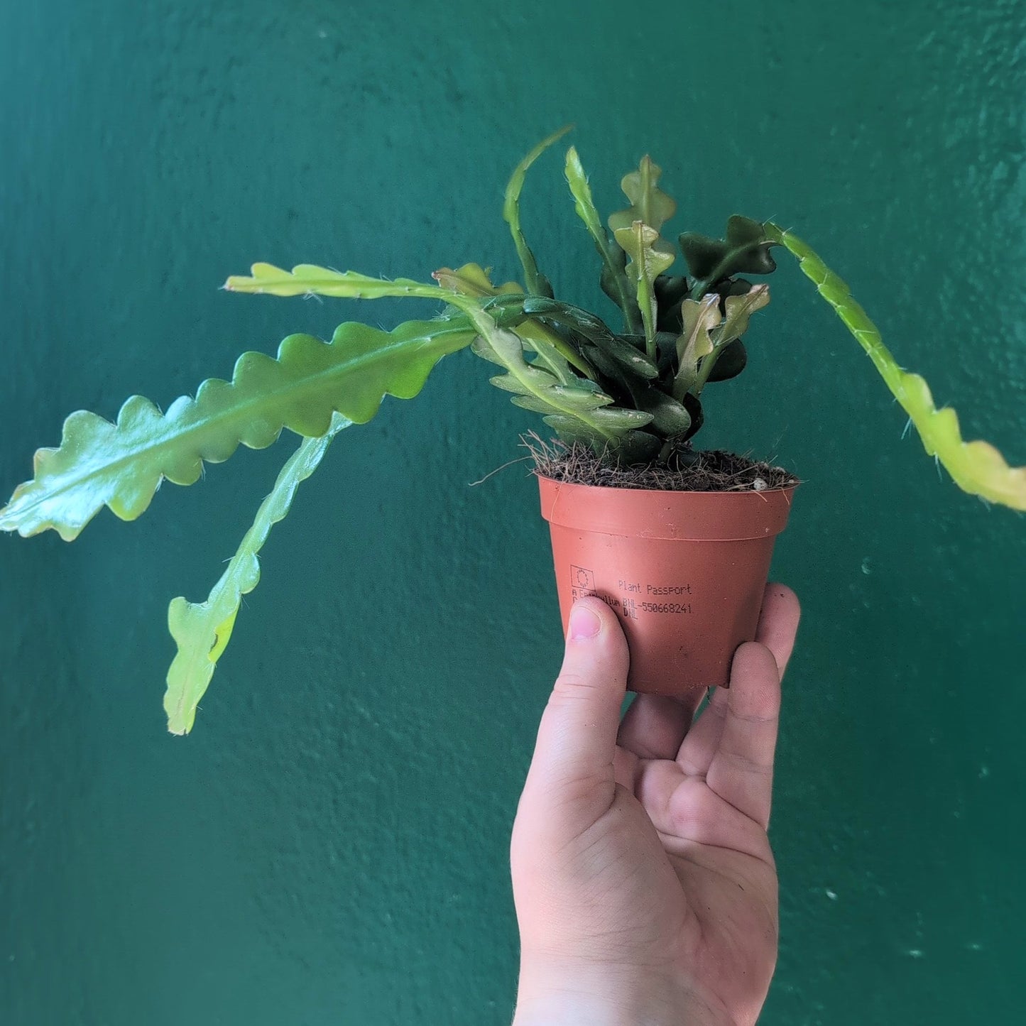 Disocactus anguliger (Fishbone Cactus)