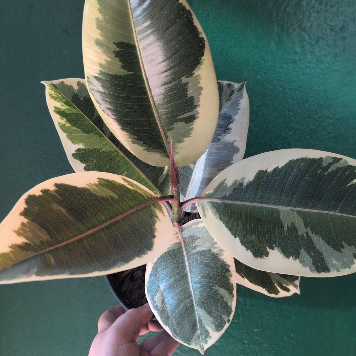 Ficus elastica (Rubber Plant)
