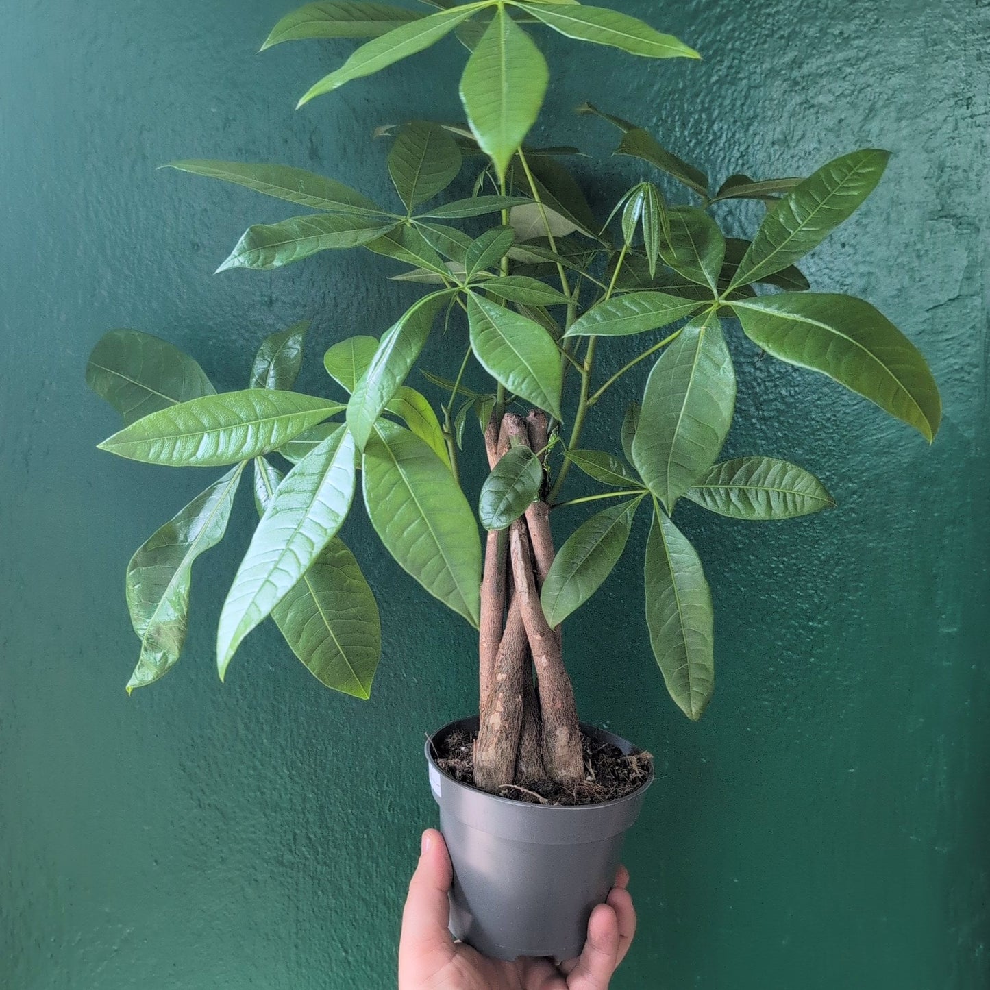 Pachira aquatica (Money Tree)