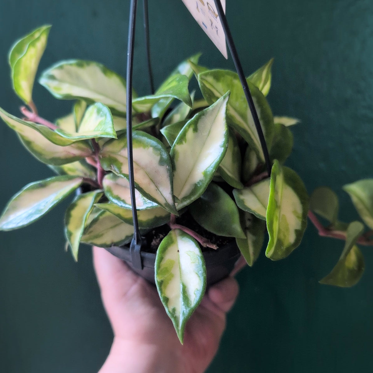 Hoya carnosa 'Tricolour'