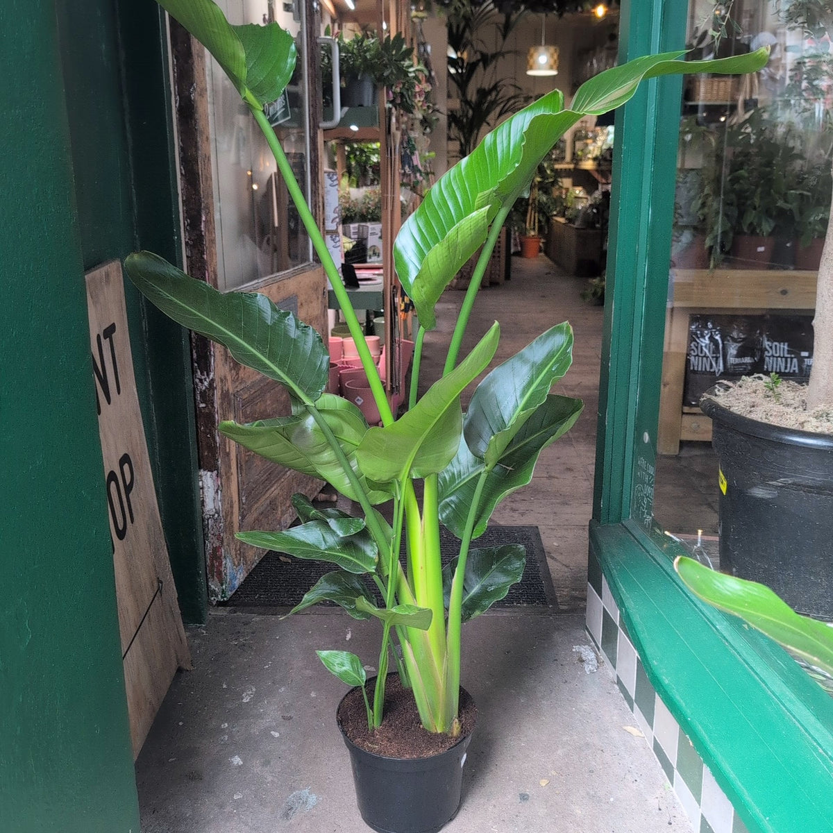 Strelitzia nicolai (White Bird of Paradise)