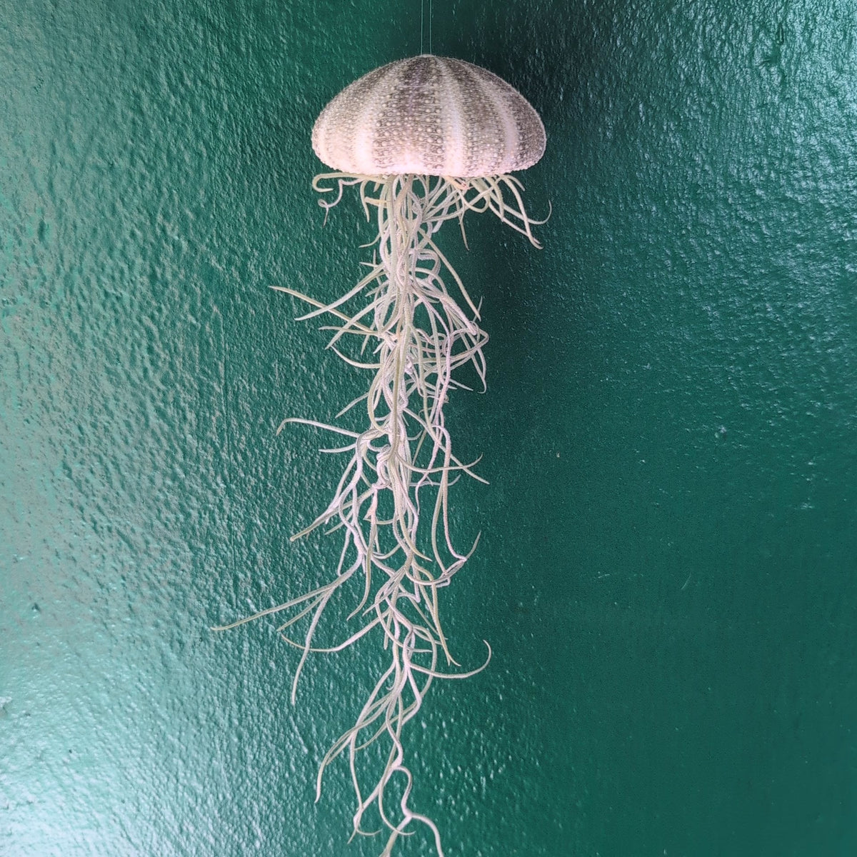 Tillandsia usneoides (Spanish Moss)