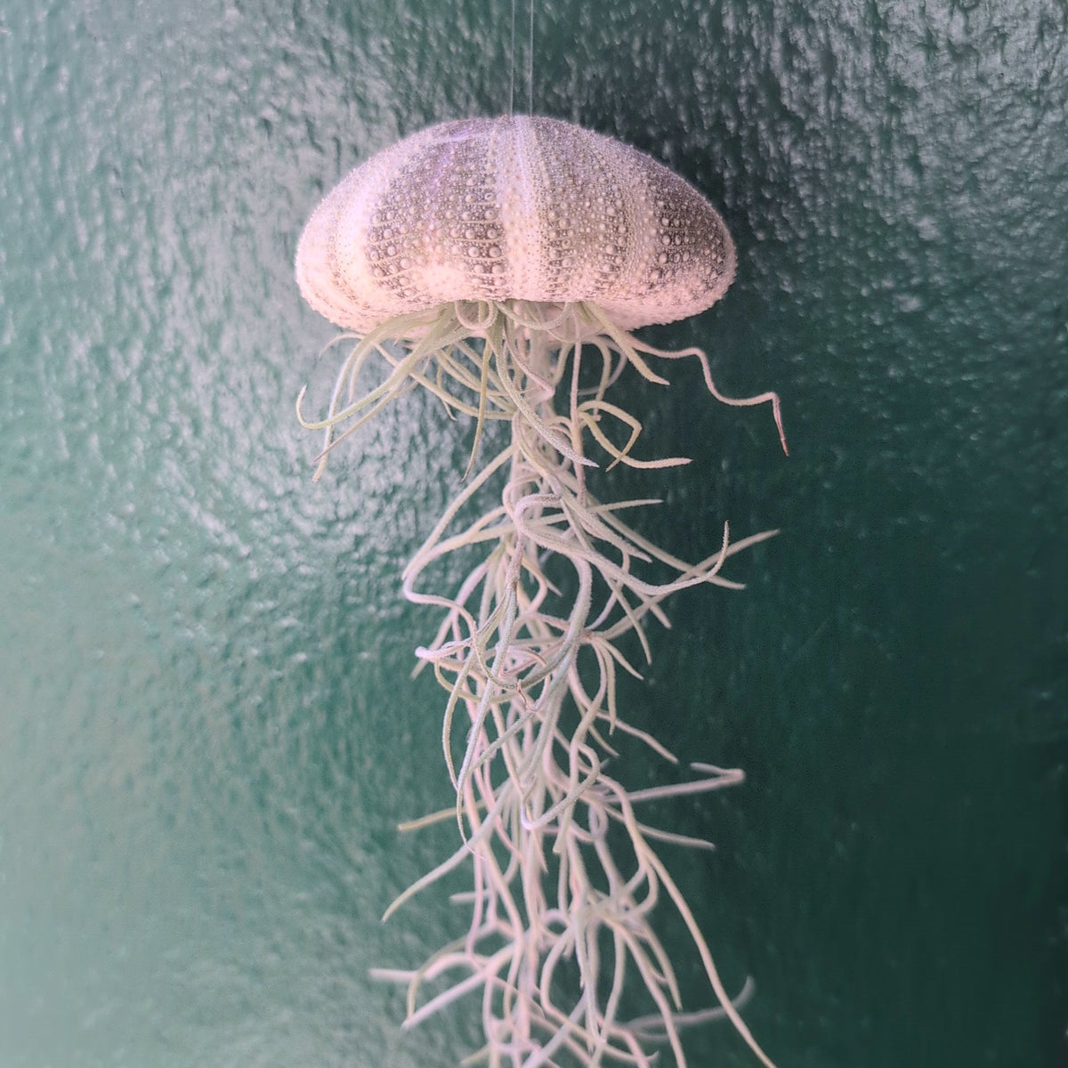 Tillandsia usneoides (Spanish Moss)