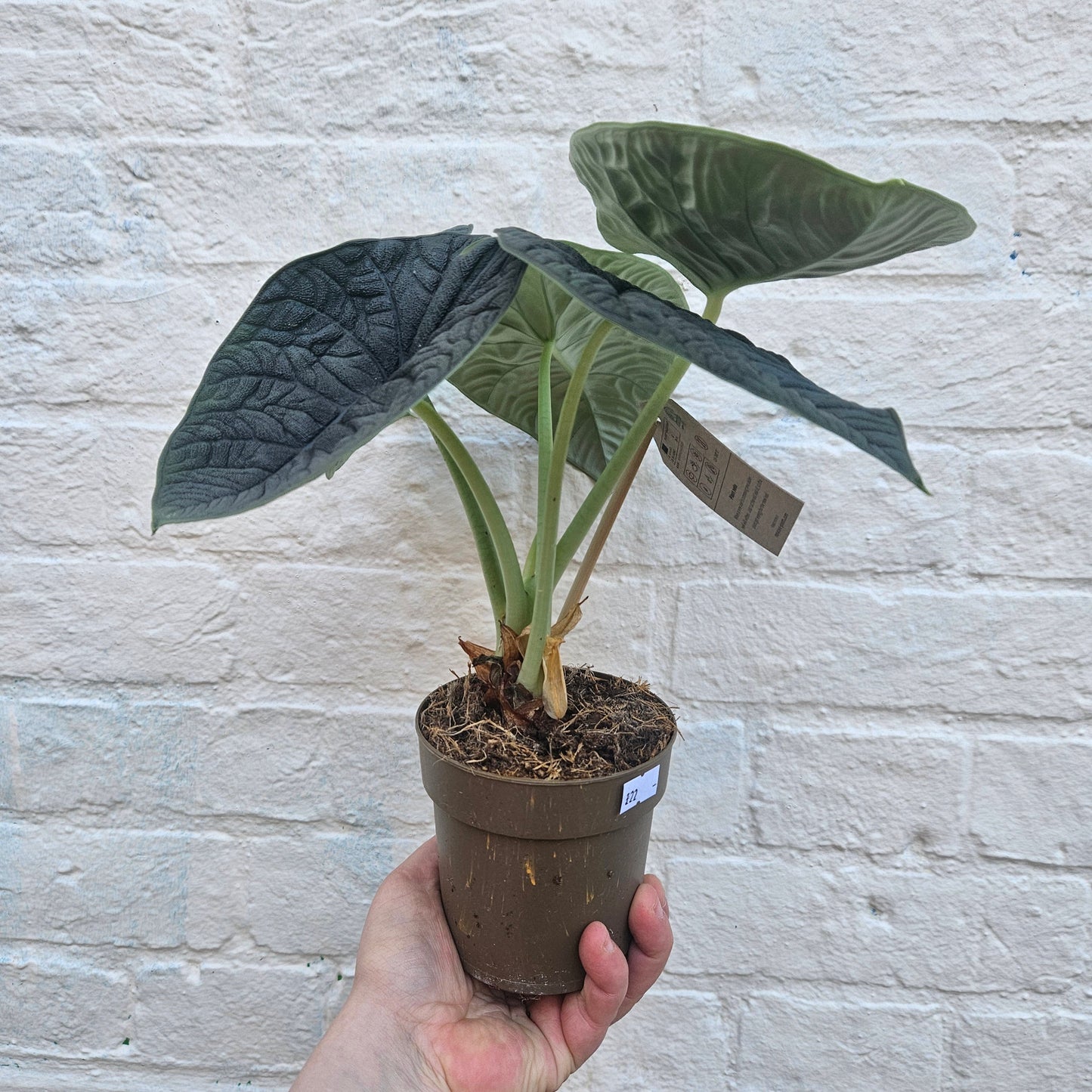 Alocasia 'Reptile'