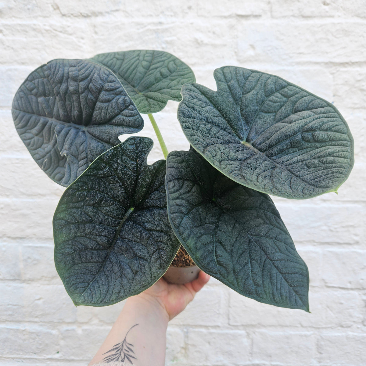 Alocasia 'Reptile'