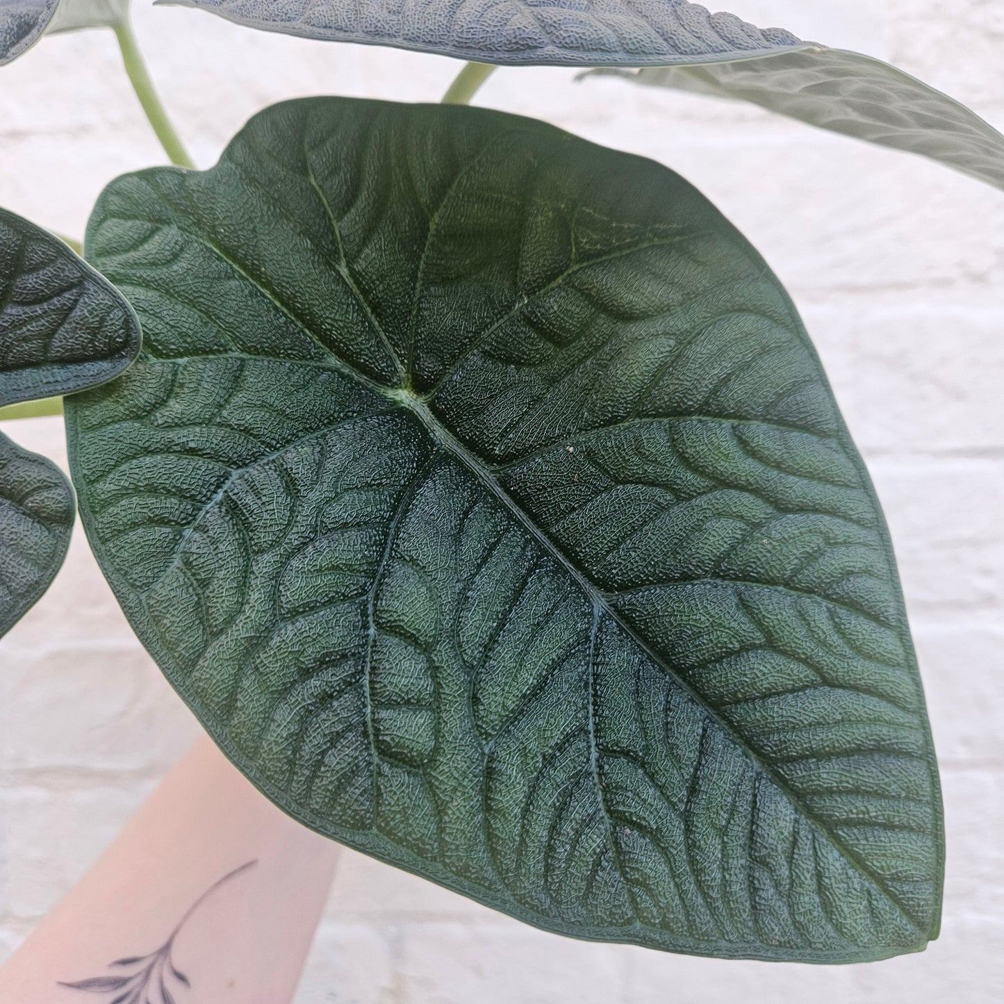 Alocasia 'Reptile'