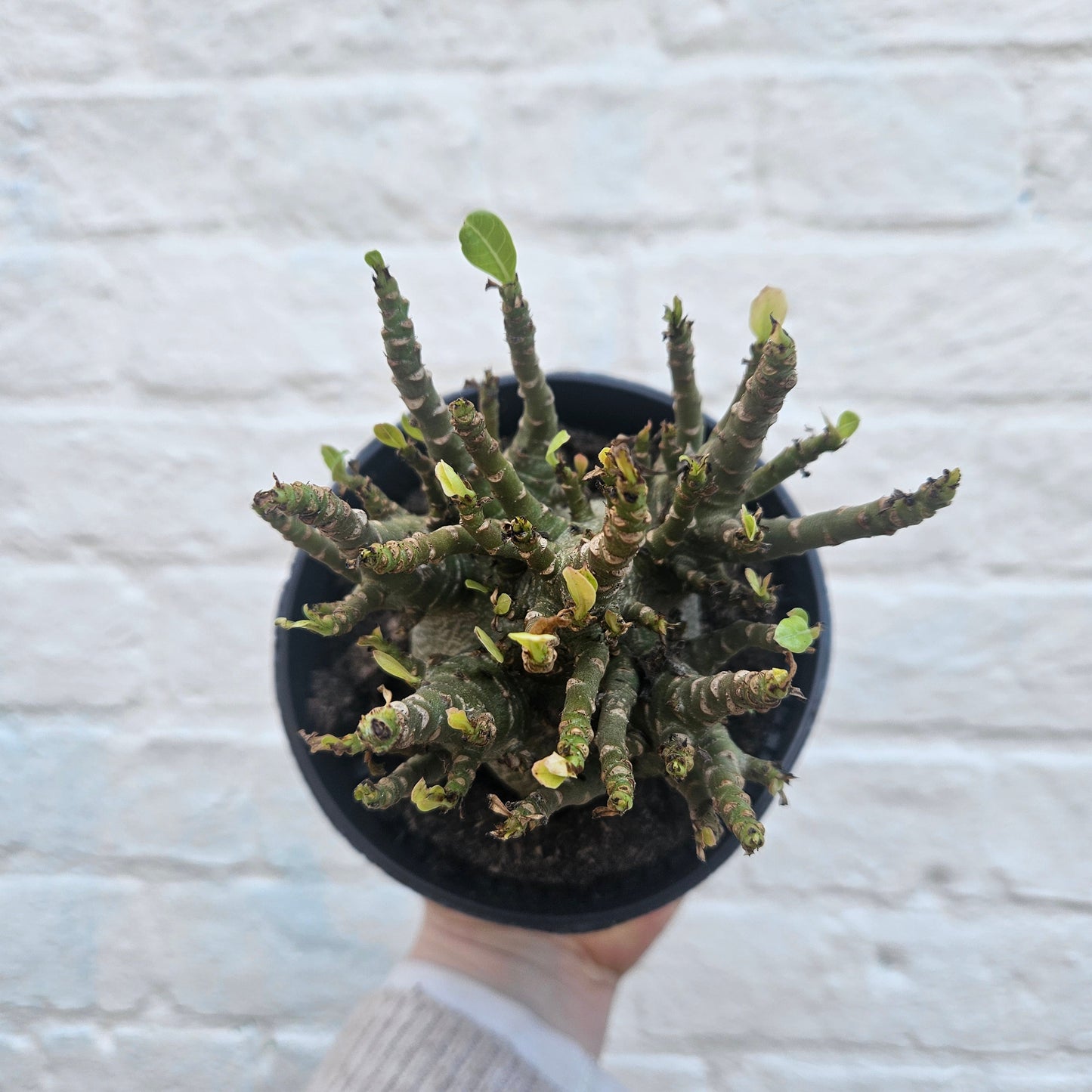 Adenium obesum 'Baobab' (Desert Rose)