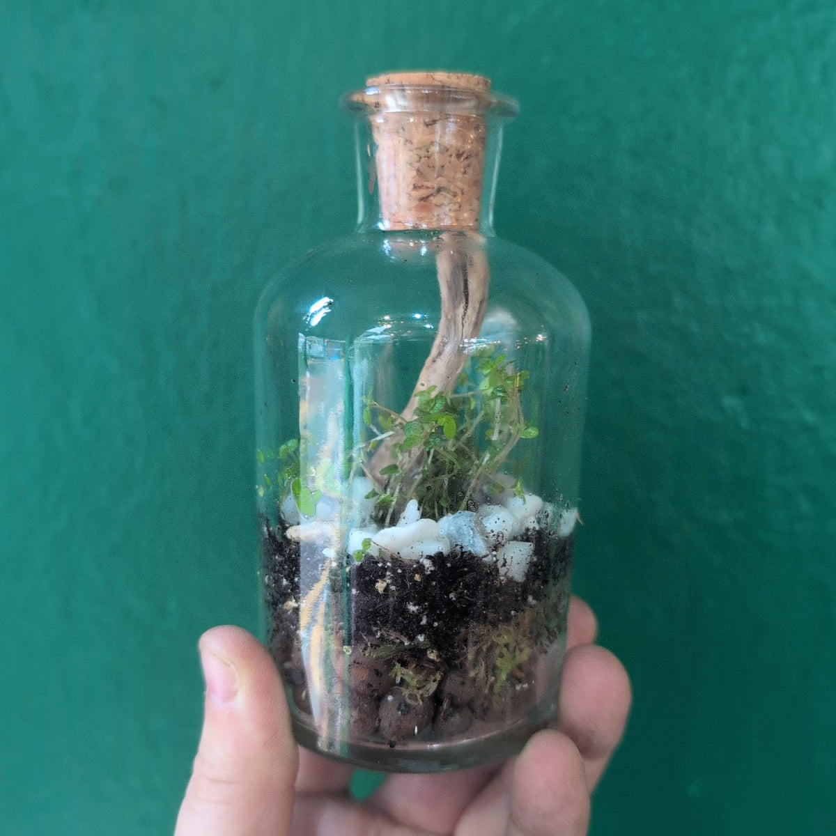 Small Closed Terrarium