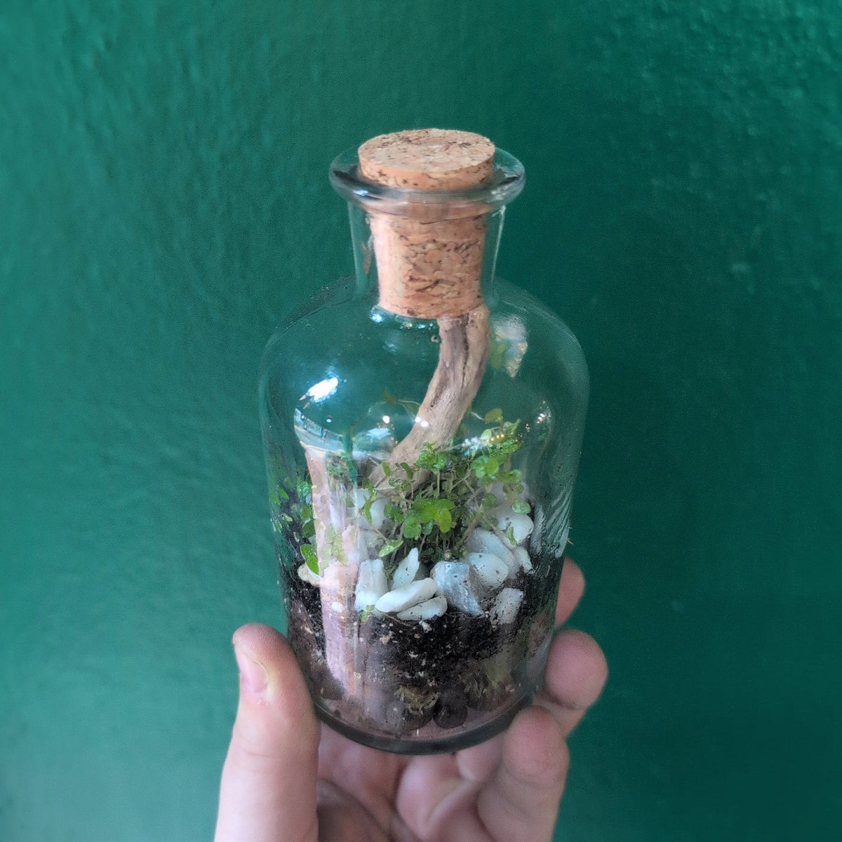 Small Closed Terrarium