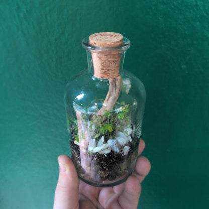 Small Closed Terrarium