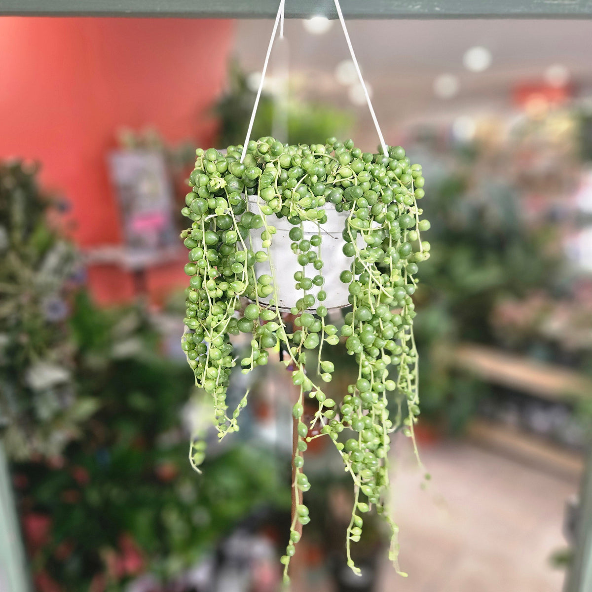 Curio rowleyanus (String of Beads)
