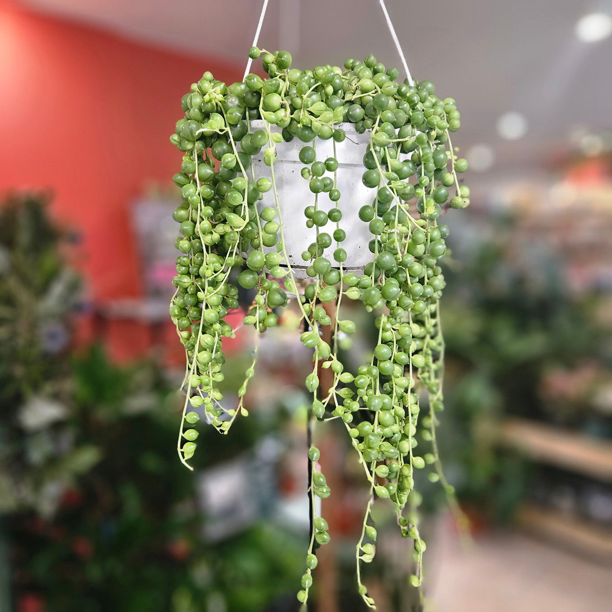 Curio rowleyanus (String of Beads)