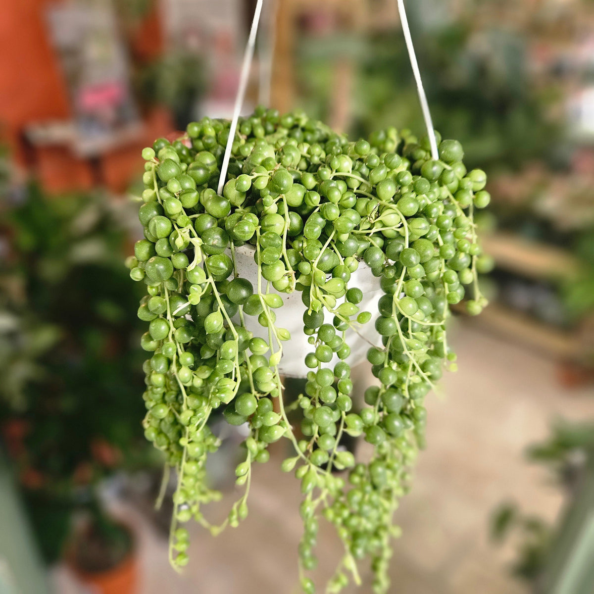 Curio rowleyanus (String of Beads)