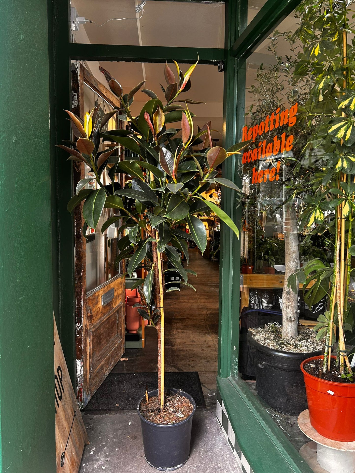 Ficus elastica (Rubber Plant)