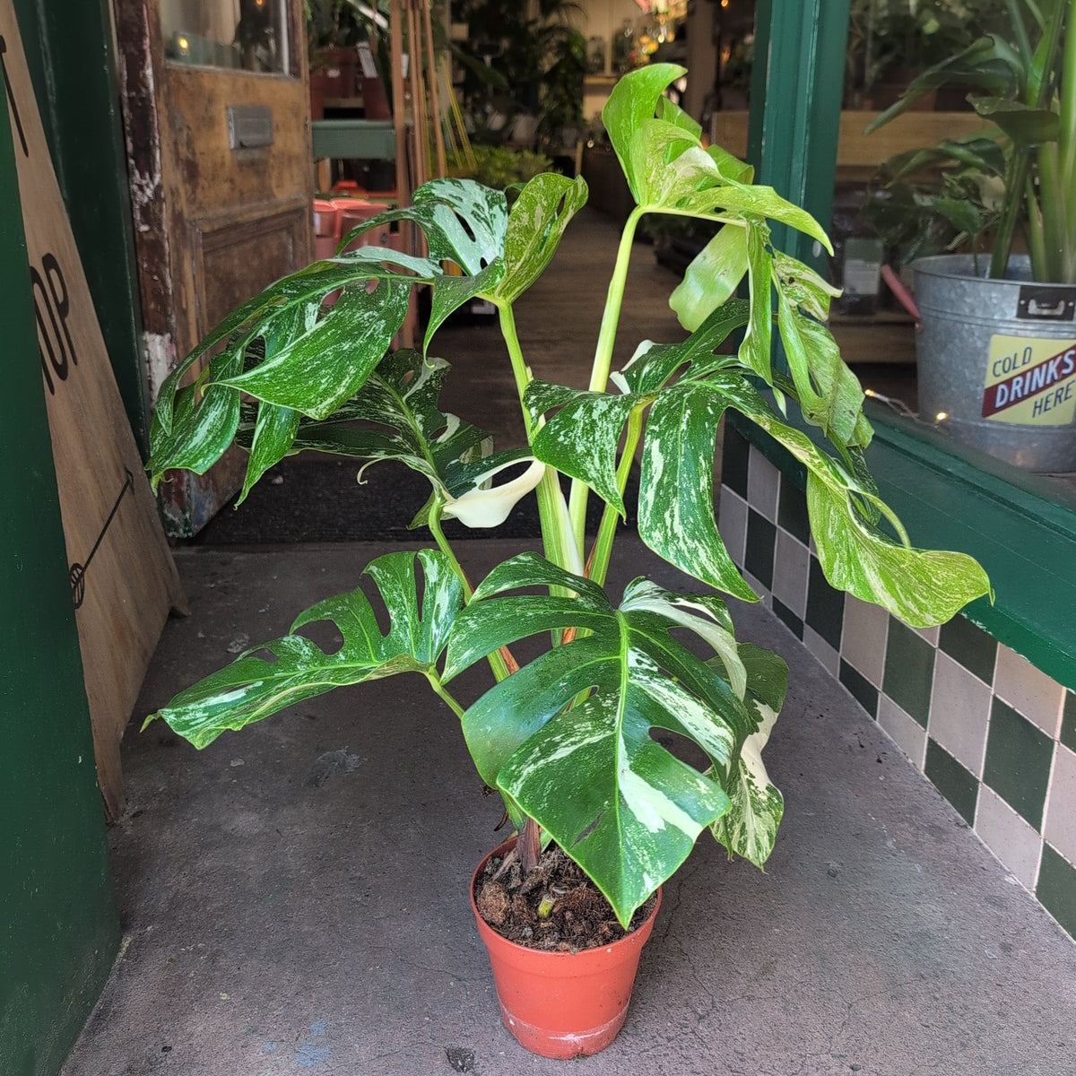 Variegated Cheese Plant - Monstera deliciosa 'Variegata' Houseplant