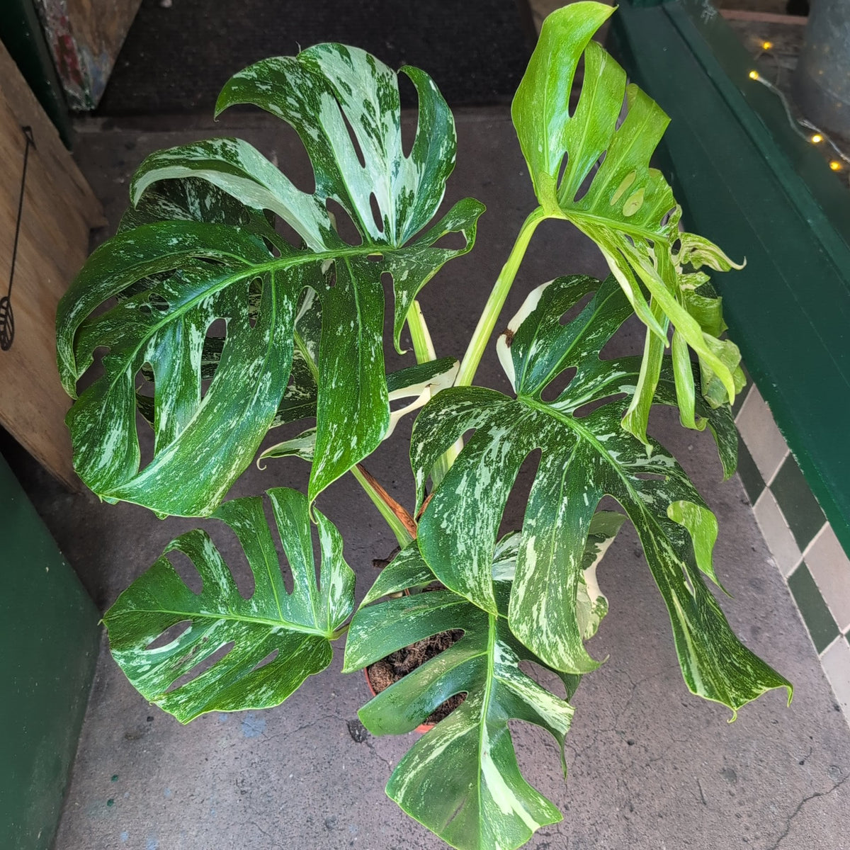Variegated Cheese Plant - Monstera deliciosa 'Variegata' Houseplant