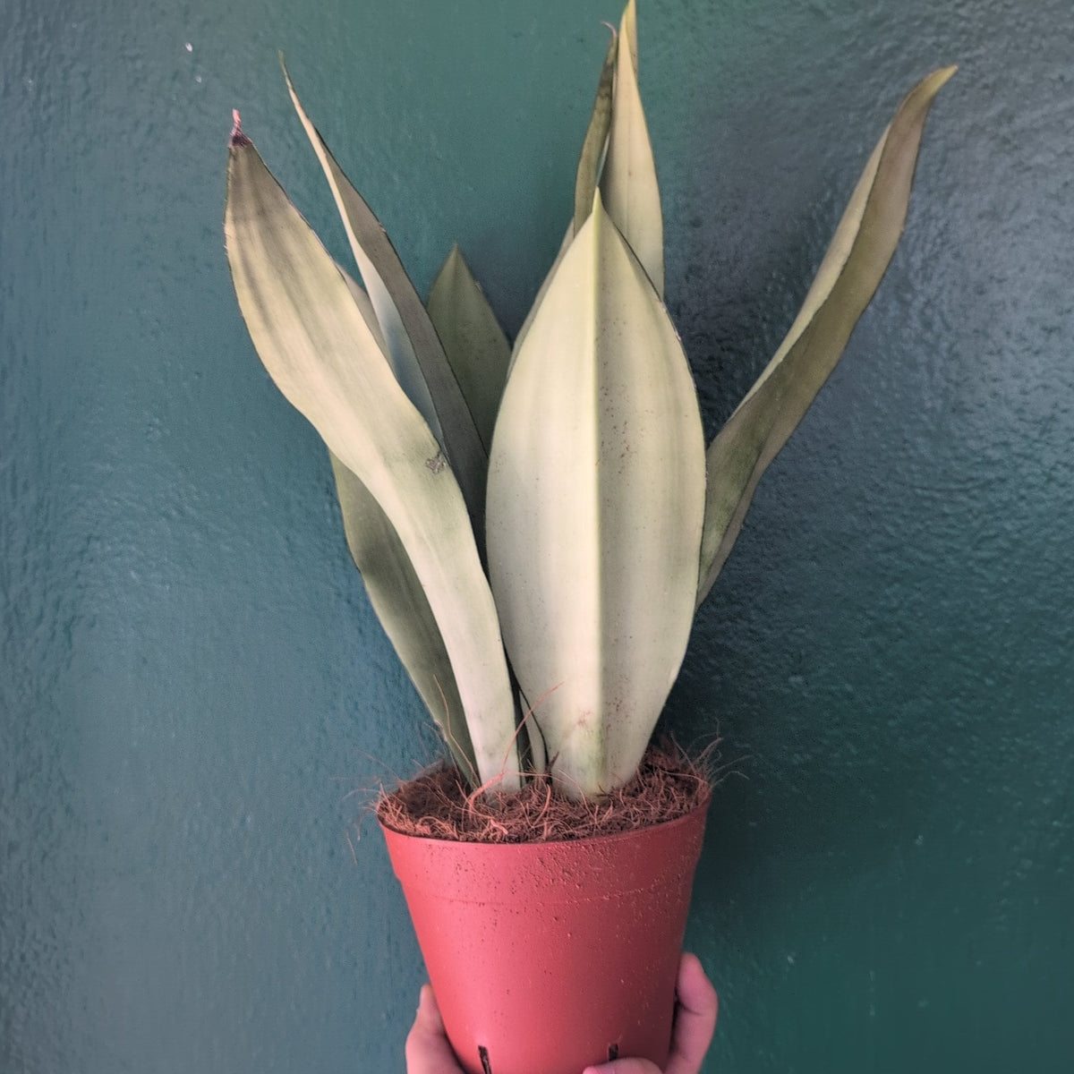 Sansevieria trifasciata 'Moonshine' (Snake Plant)