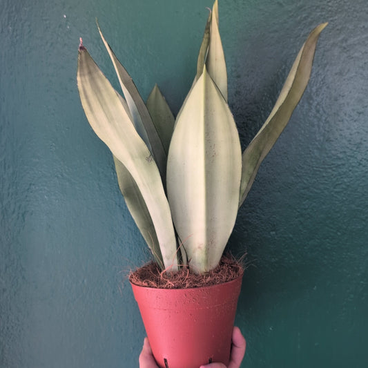 Sansevieria trifasciata 'Moonshine' (Snake Plant)