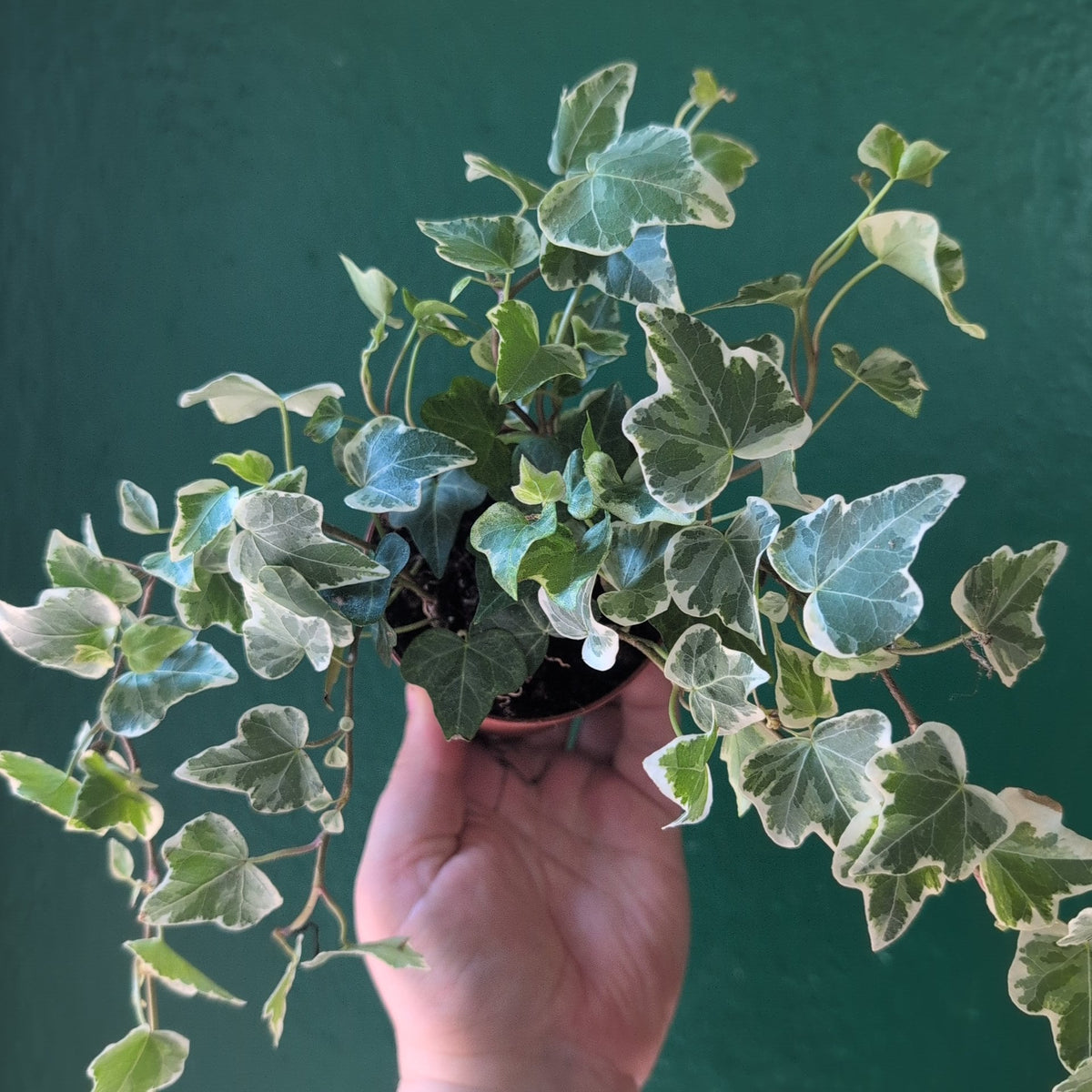 Hedera helix (English Ivy)