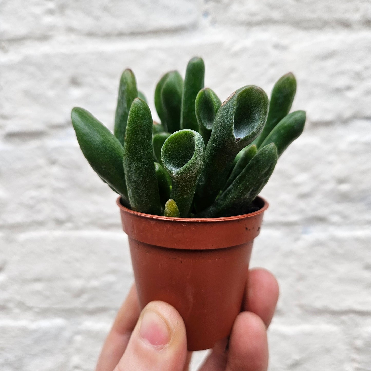 Crassula ovata 'Gollum' (Jade plant)