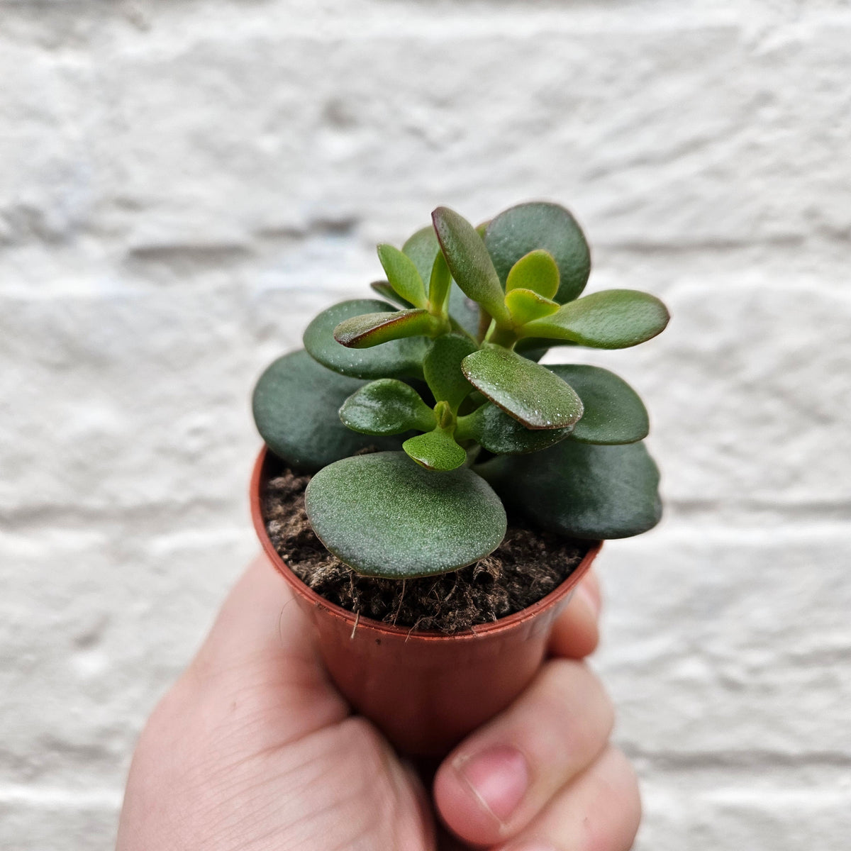 Crassula ovata (Jade plant)