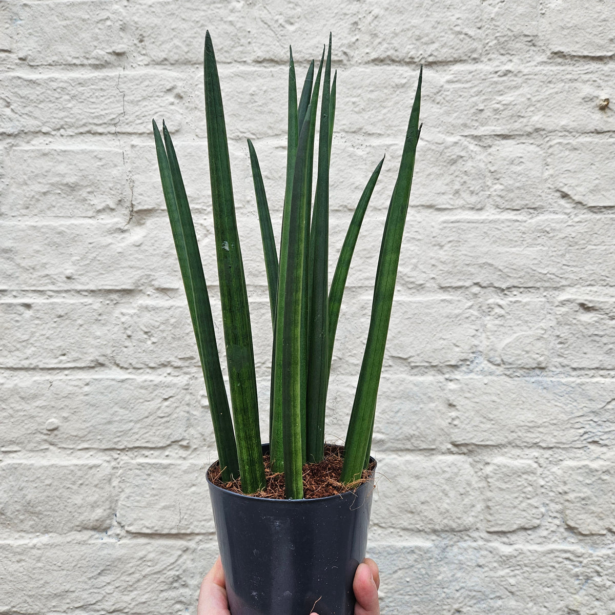Sansevieria bacularis 'Mikado' (Snake Plant)