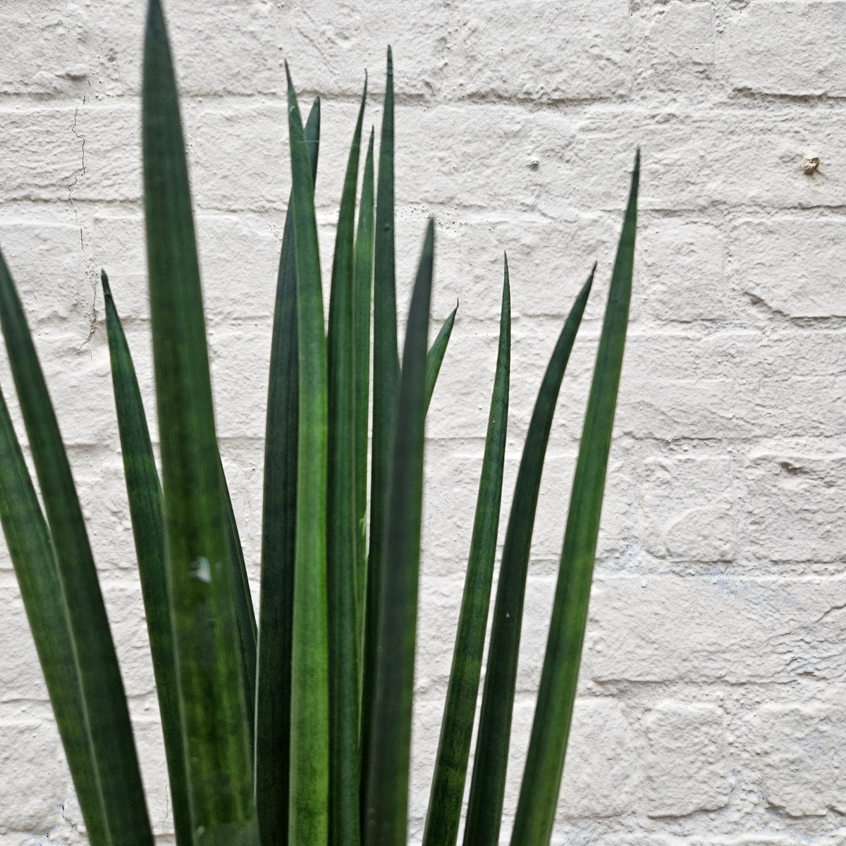 Sansevieria bacularis 'Mikado' (Snake Plant)