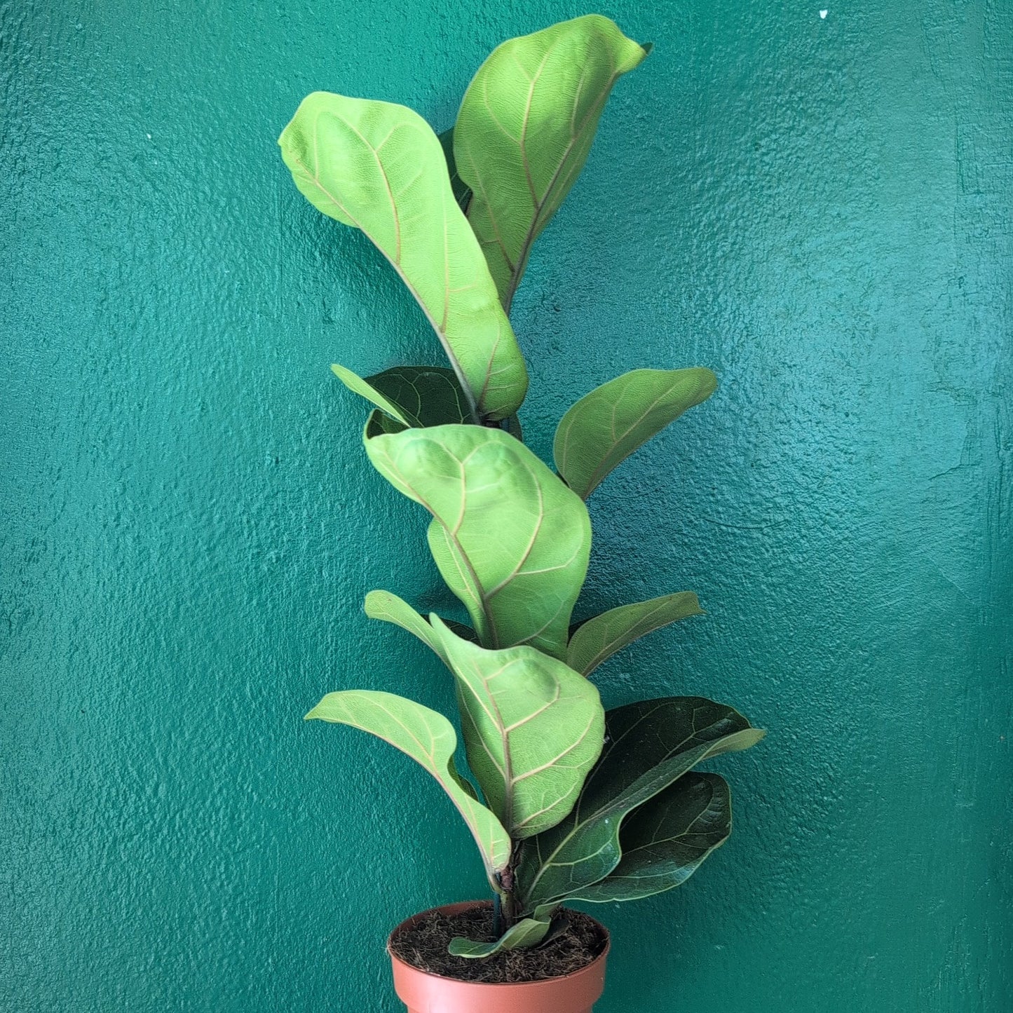 Ficus lyrata 'Bambino' (Dwarf Fiddle leaf fig)