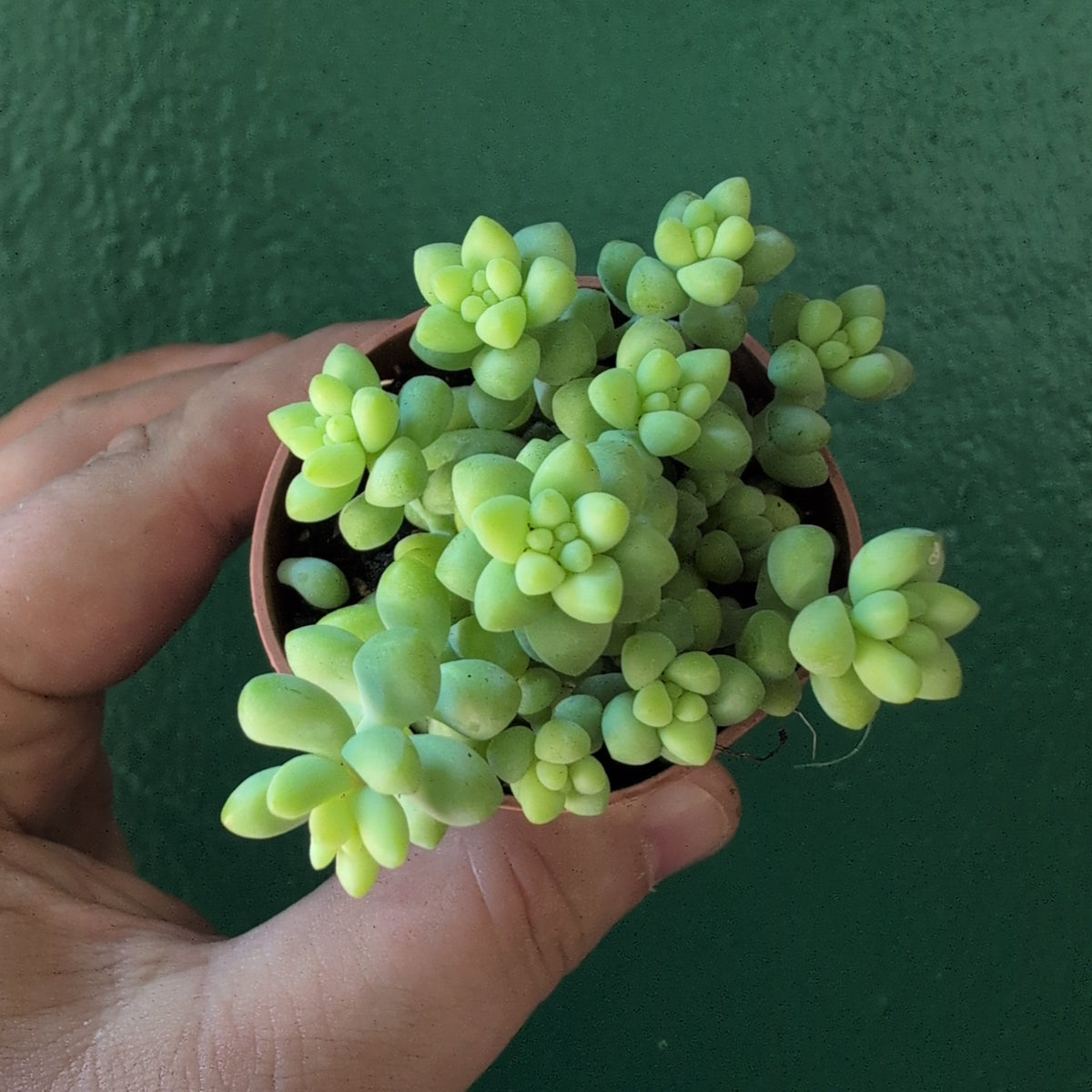 Sedum morganianum 'Burrito'  (Donkey Tail)