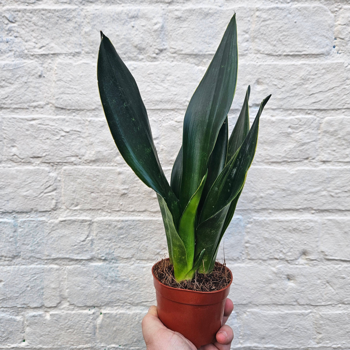 Sansevieria trifasciata 'Black Diamond' (Snake Plant)