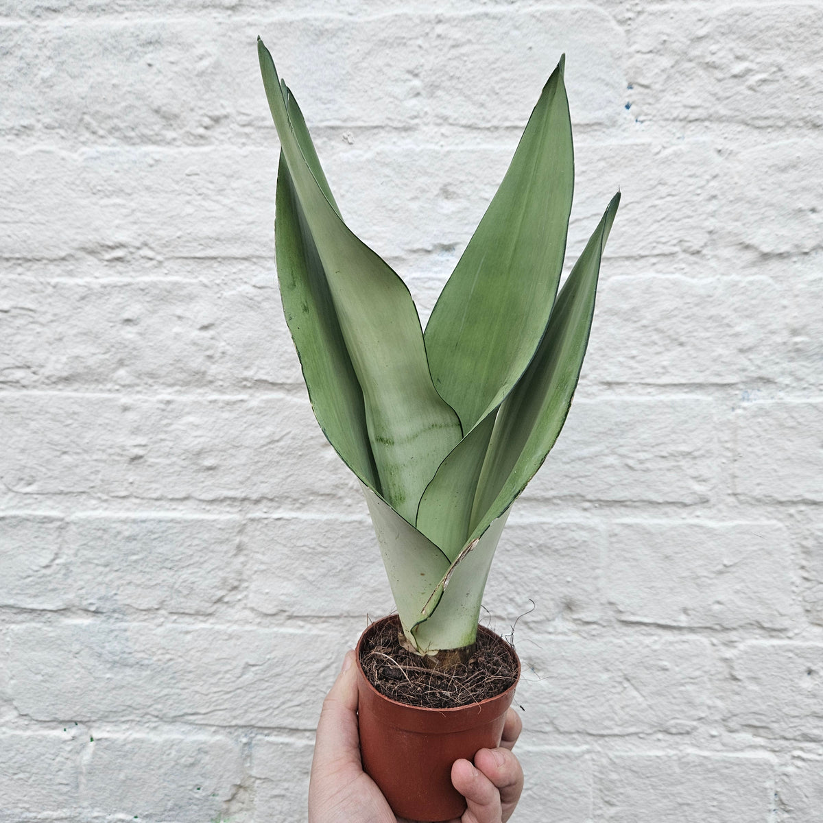 Sansevieria trifasciata 'Moonshine' (Snake Plant)