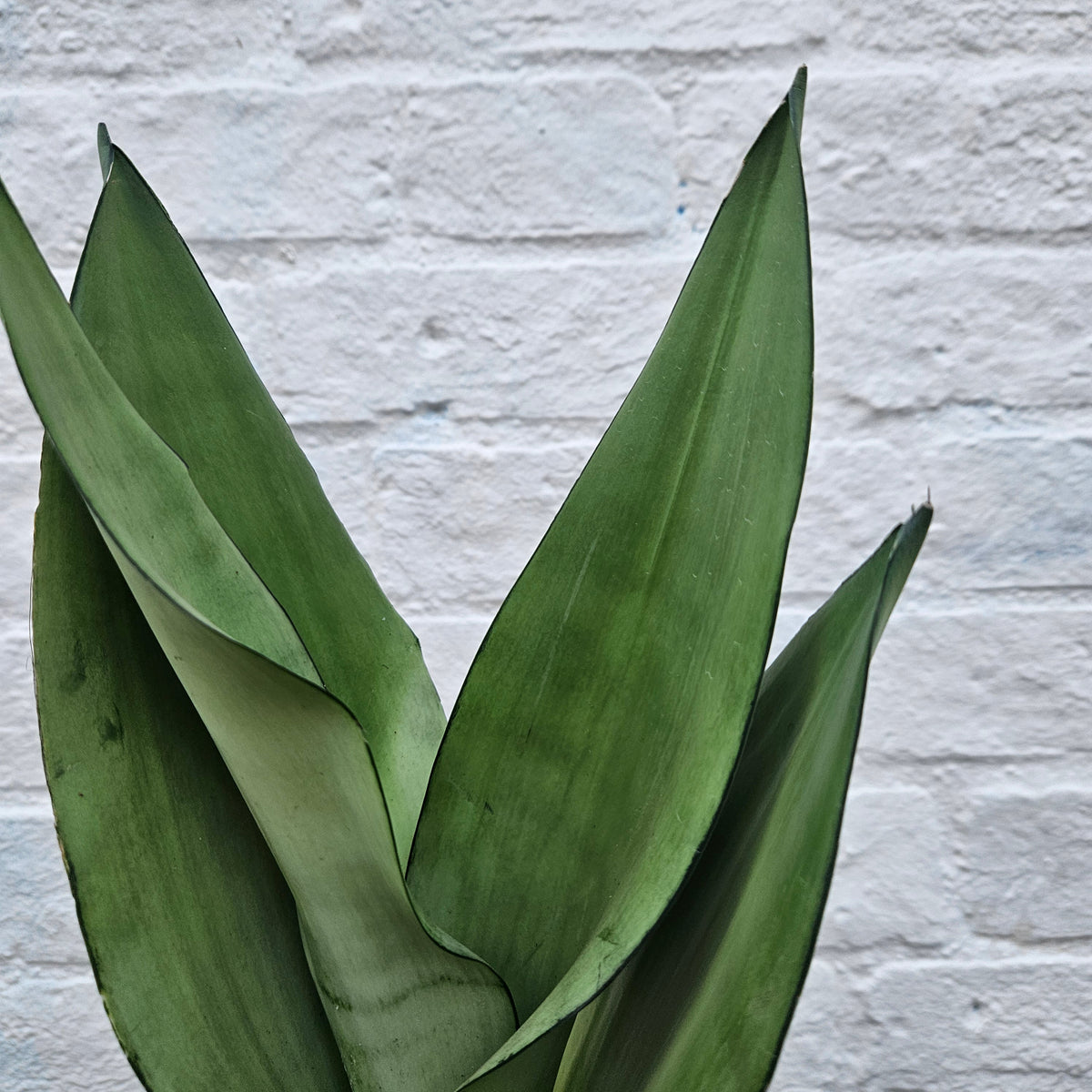 Sansevieria trifasciata 'Moonshine' (Snake Plant)