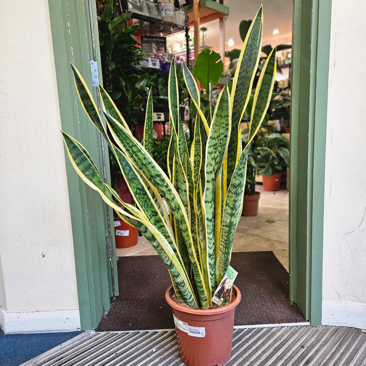 Sansevieria trifasciata 'Laurentii' (Snake Plant)