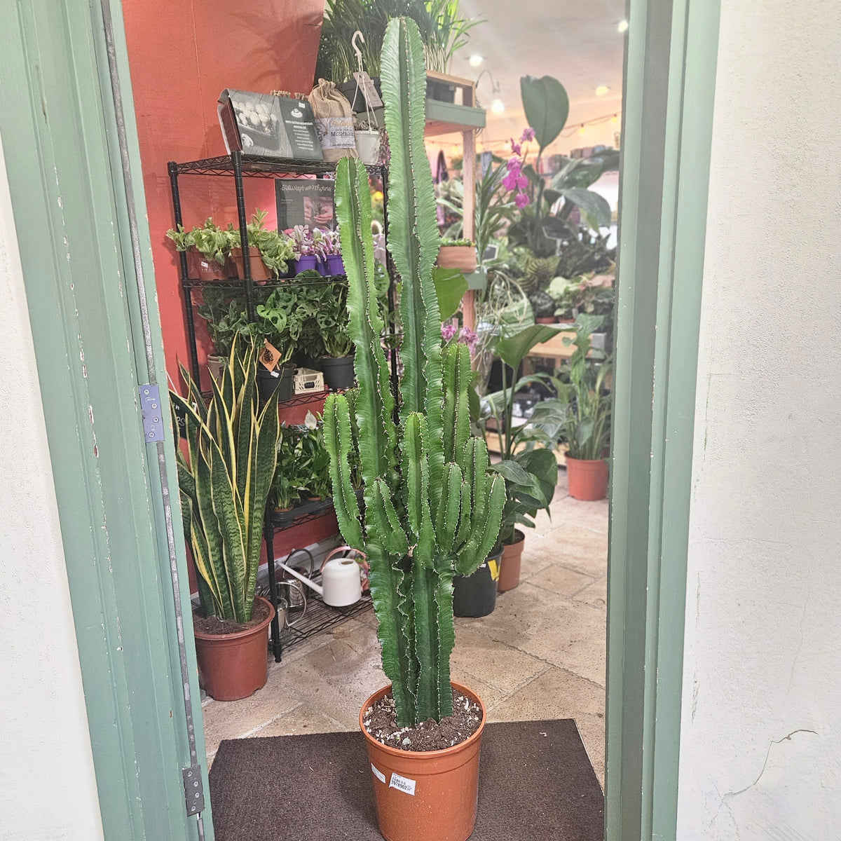 Euphorbia erytrea (Candelabara Cactus)