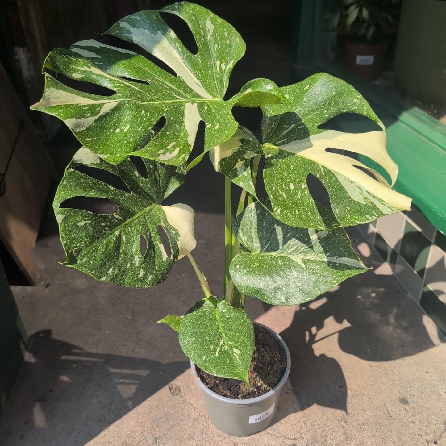 Monstera deliciosa 'Thai Constellation' (Variegated Monstera)
