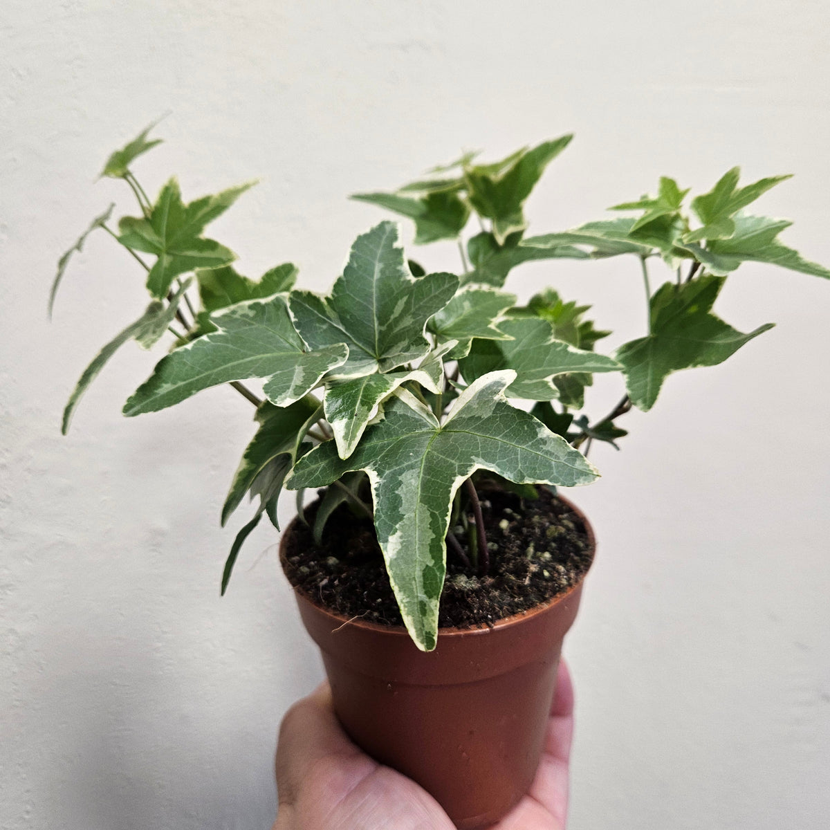 Hedera helix (English Ivy)