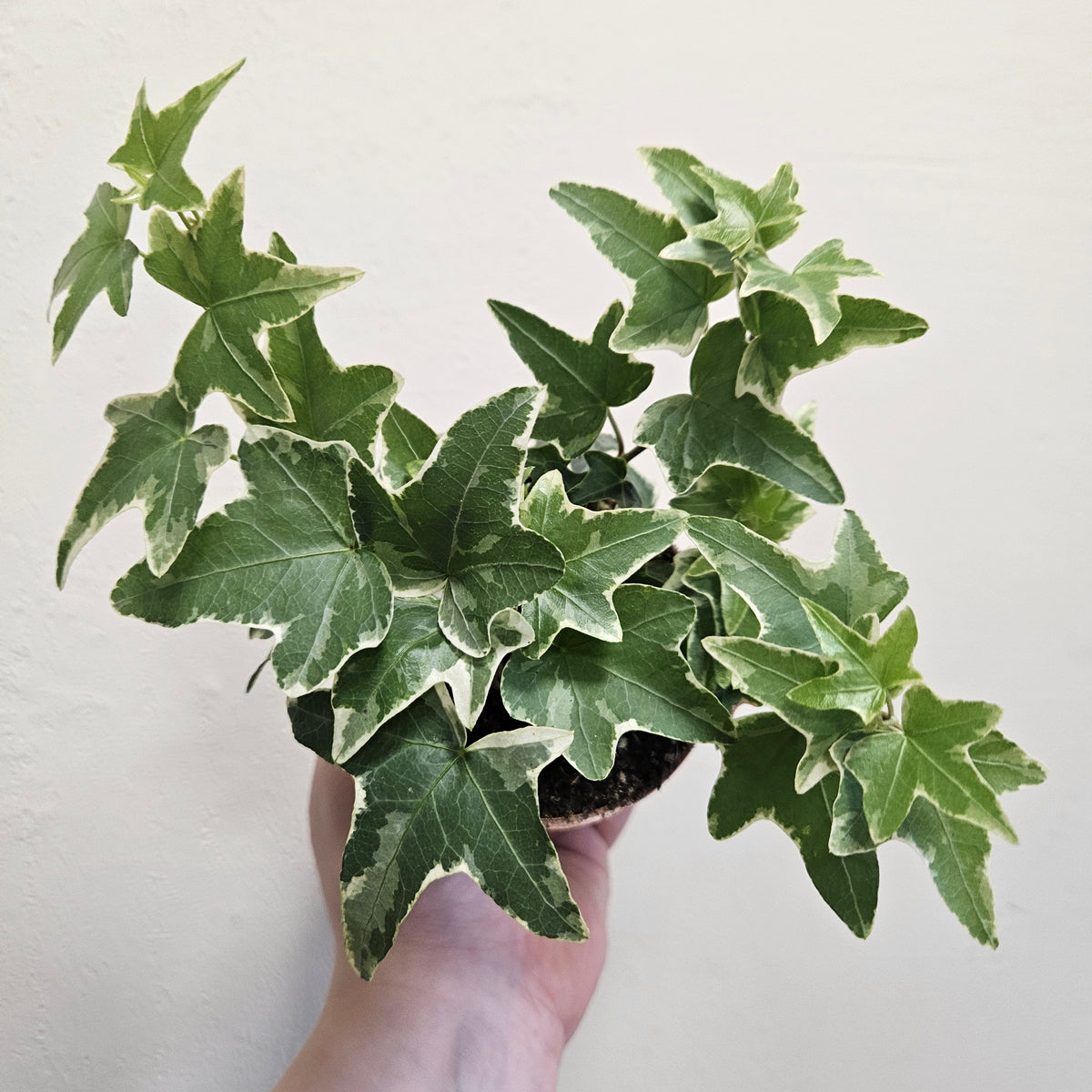 Hedera helix (English Ivy)