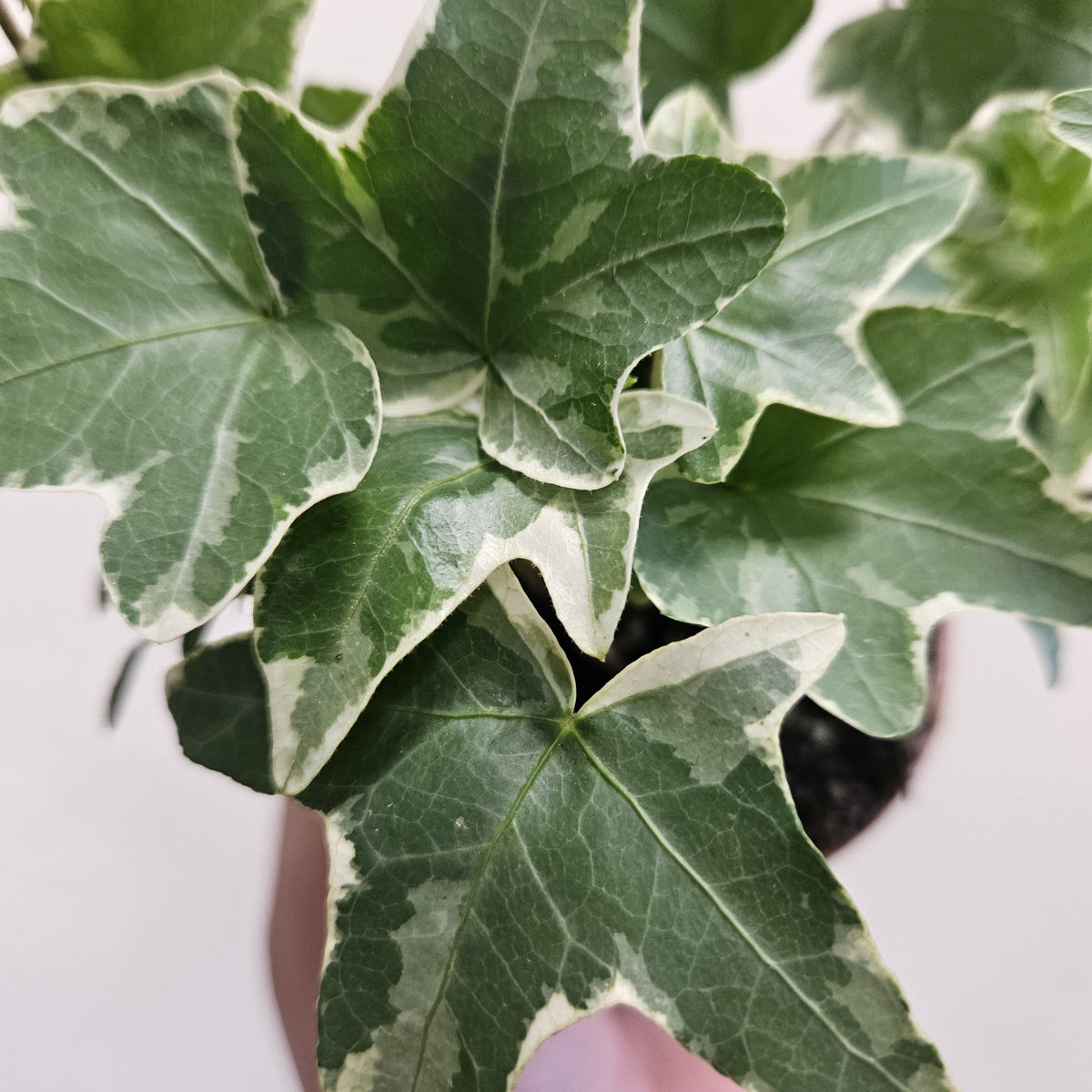 Hedera helix (English Ivy)