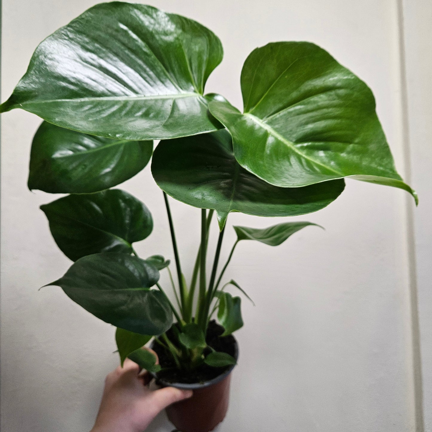 Monstera deliciosa (Swiss Cheese Plant)