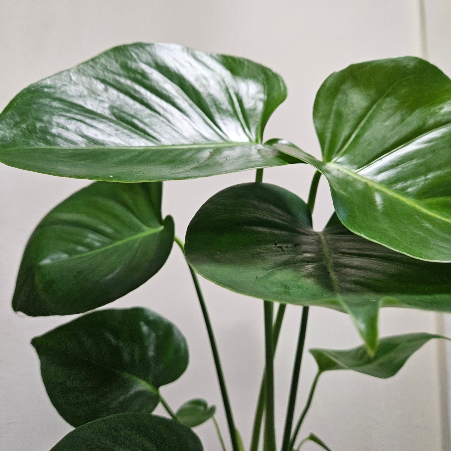 Monstera deliciosa (Swiss Cheese Plant)