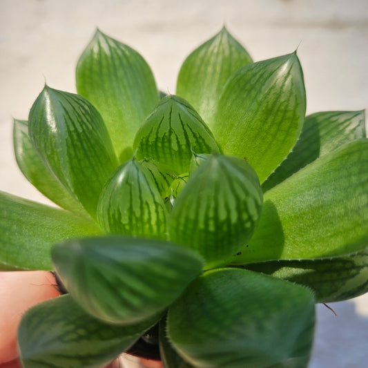 Haworthia Cooperi Houseplant - Window Haworthia