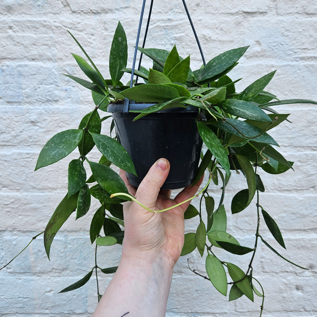 Hoya carnosa 'Gracilis'