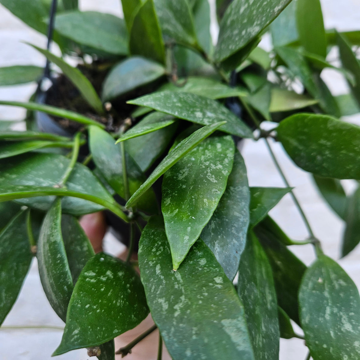 Hoya carnosa 'Gracilis'