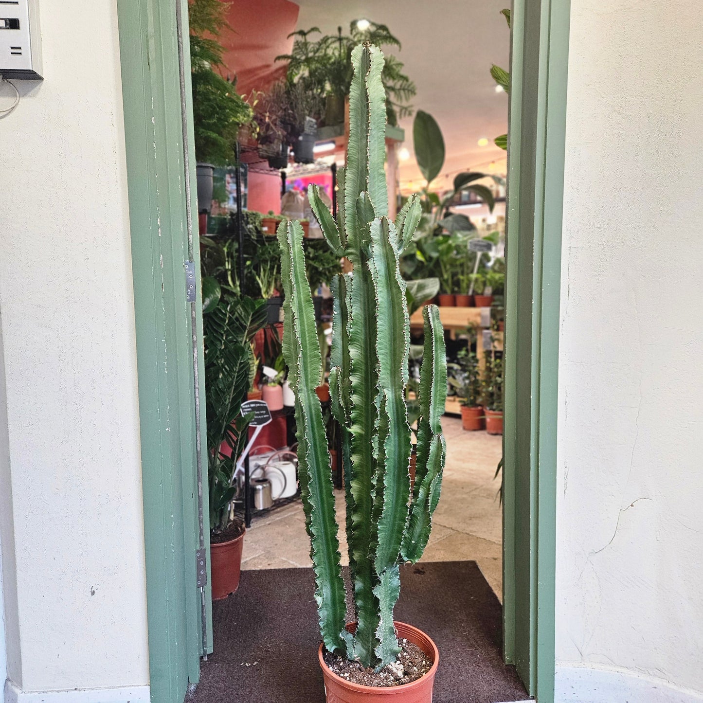 Euphorbia erytrea (Candelabara Cactus)