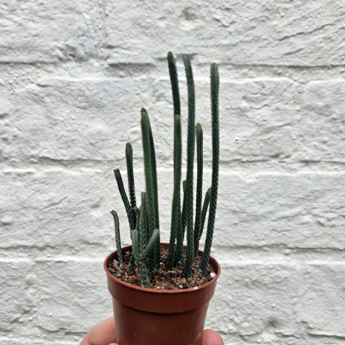 Crassula lycopodioides (Watchchain Plant)