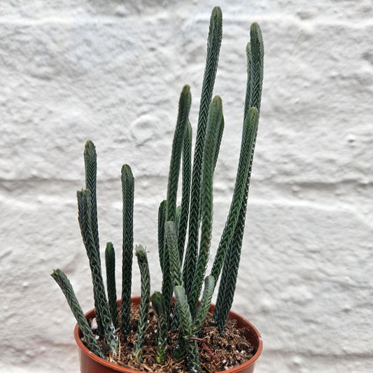 Crassula lycopodioides (Watchchain Plant)