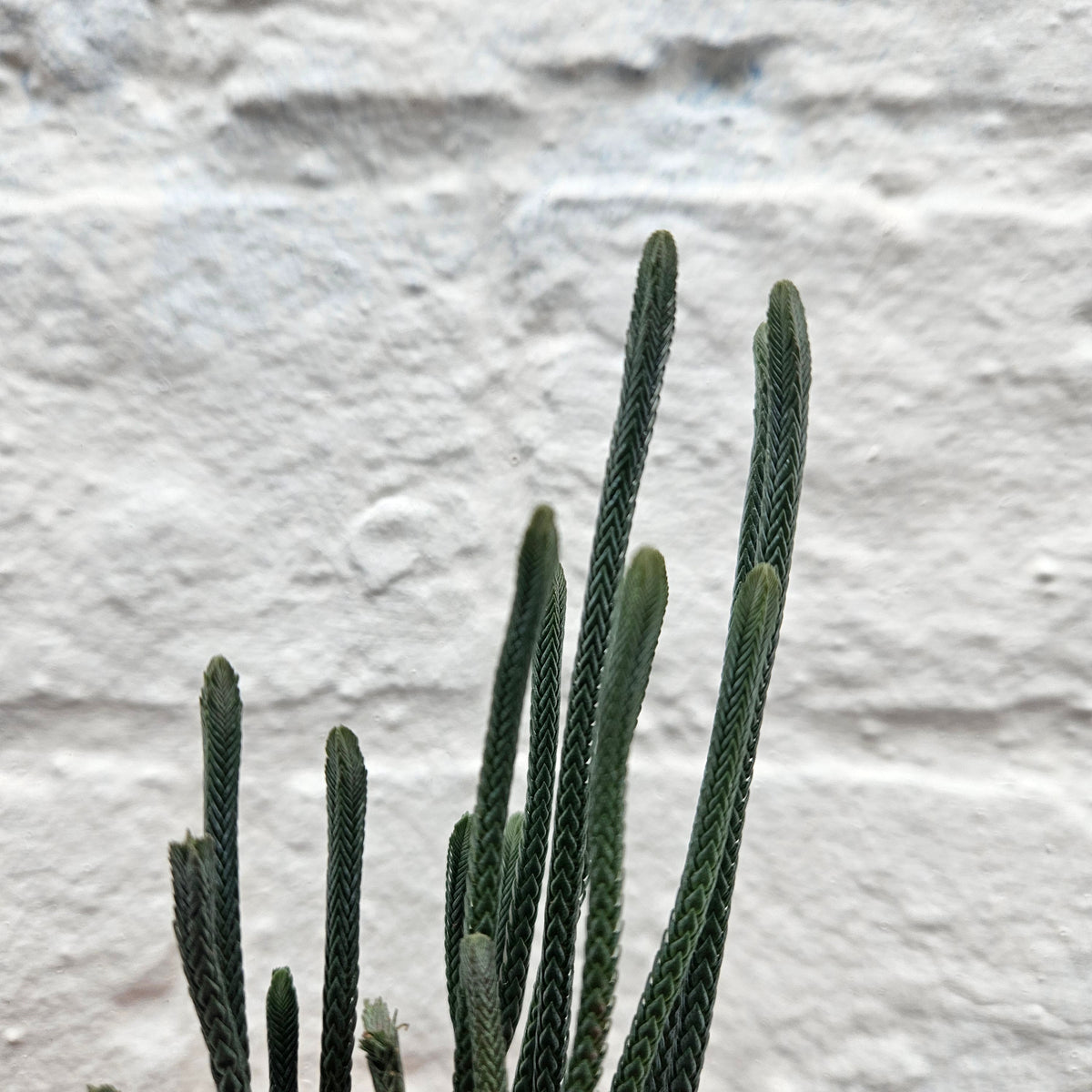 Crassula lycopodioides (Watchchain Plant)