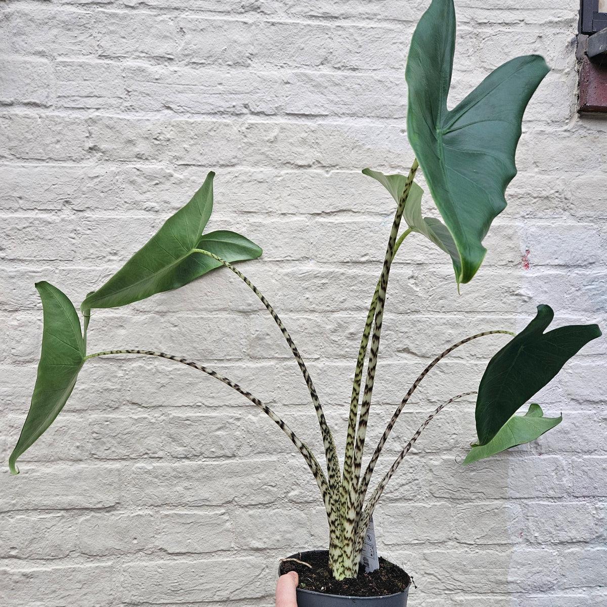 Alocasia zebrina
