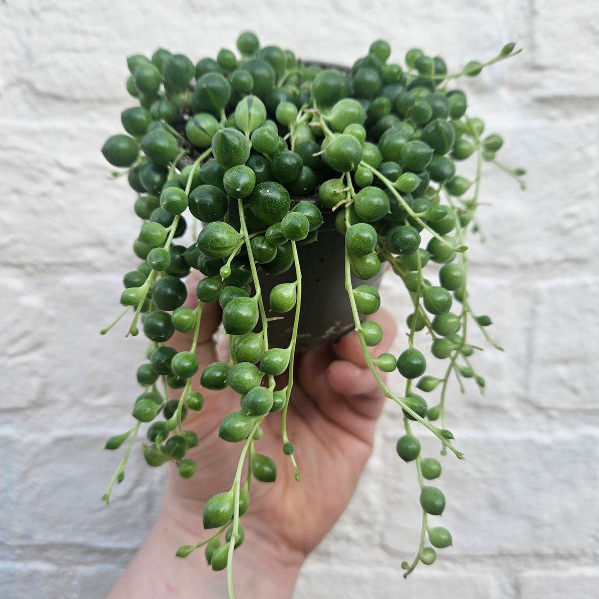 Curio rowleyanus (String of Beads)